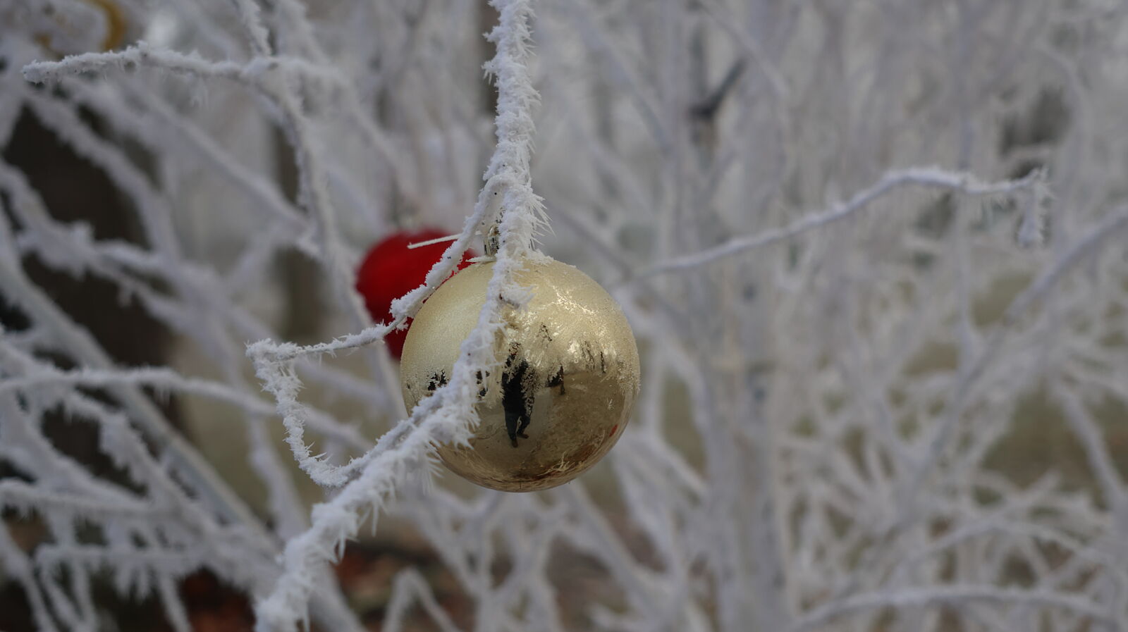 JJMéndezphoto - 7i1a6488-ts20260103190330125202.jpg