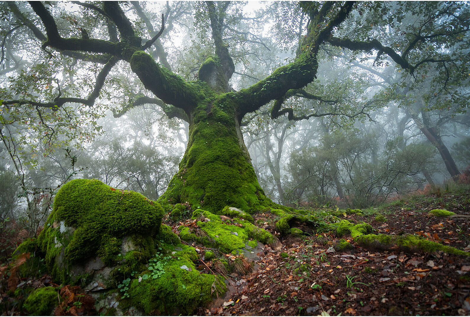 Lolo Suárez - Fotografía de Naturaleza - sin-ti-tulo-ts20260527105023518257.jpg