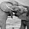 Fauna