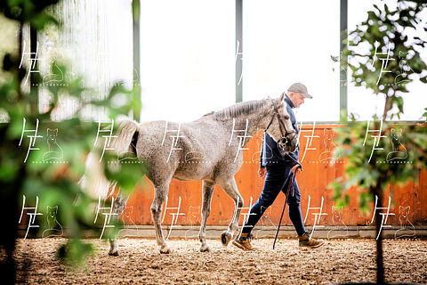 REVISION VETERINARIA