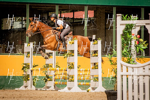 POTROS & TOMA CONTACTO ALEVINES, JUVENILES Y ADULTOS