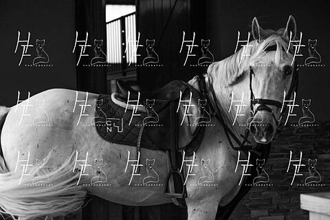 ROBADOS Y ESCUELA CASAS NOVAS