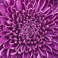 DETALLE FLOR FUCSIA - Carl MAK