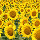 girasoless_022146 - Sil Dl