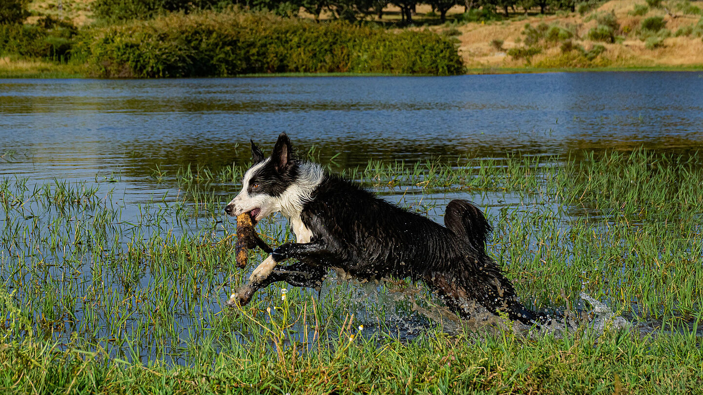 FOTOGRAFIA DE MASCOTAS