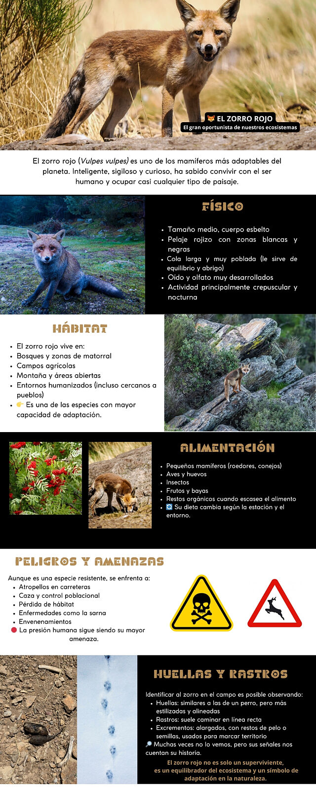ElanusBirding - infografi-a-zorro-rojo-ts20260210105840751487.jpeg