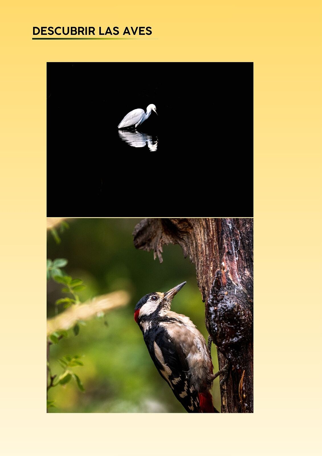 ElanusBirding - 1000008911-ts20260429102115889913.jpg