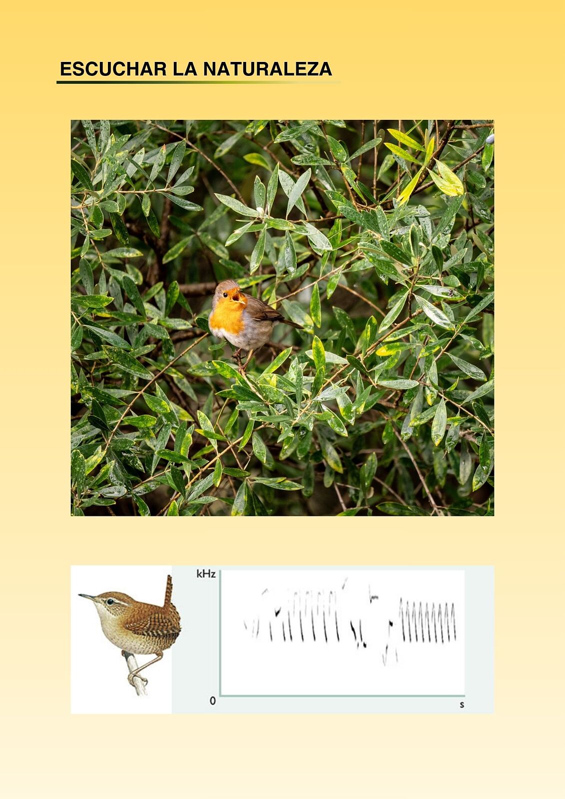 ElanusBirding - 1000008914-ts20260429102153398085.jpg
