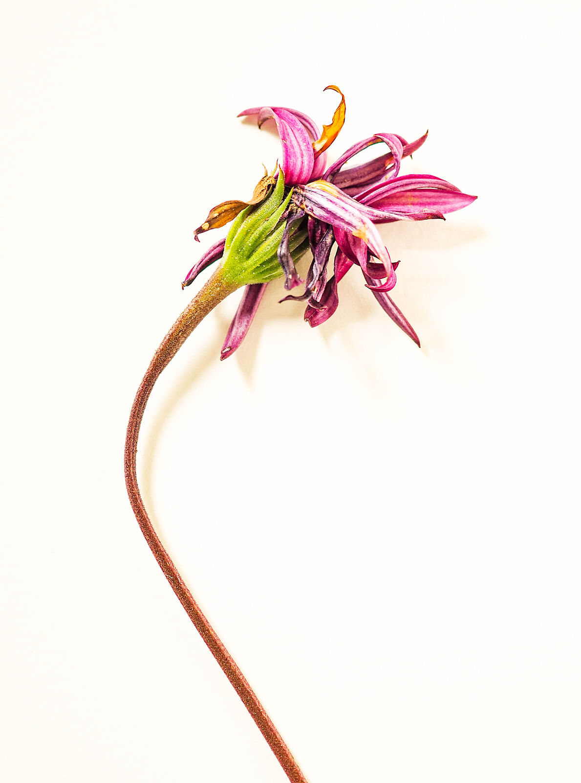 luciagarciamendezfoto.com - p3123847-editar-ts20260116094229236618.jpg