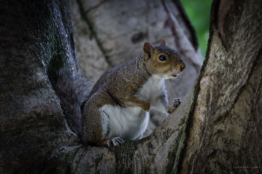 Naturfotosport.com - _imc3641-ts20251124171224582017.jpg