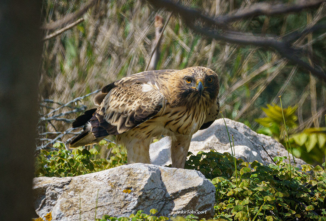 Naturfotosport.com - _imc6415-ts20251124171548586893.jpg