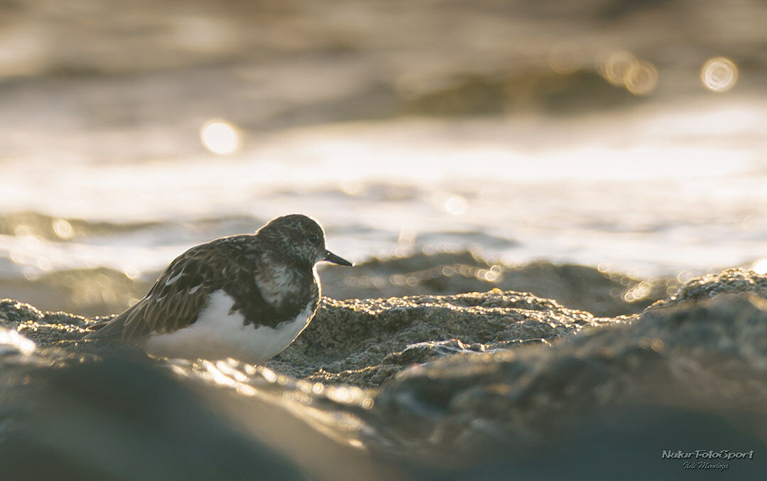 Naturfotosport.com - _imc7491-ts20251124171859967834.jpg