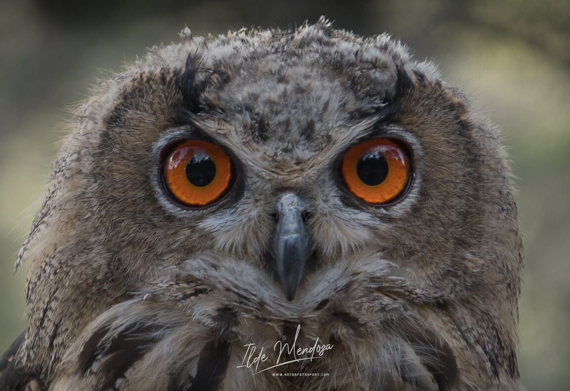 Naturfotosport.com - imc00200-ts20251124172242425027.jpg