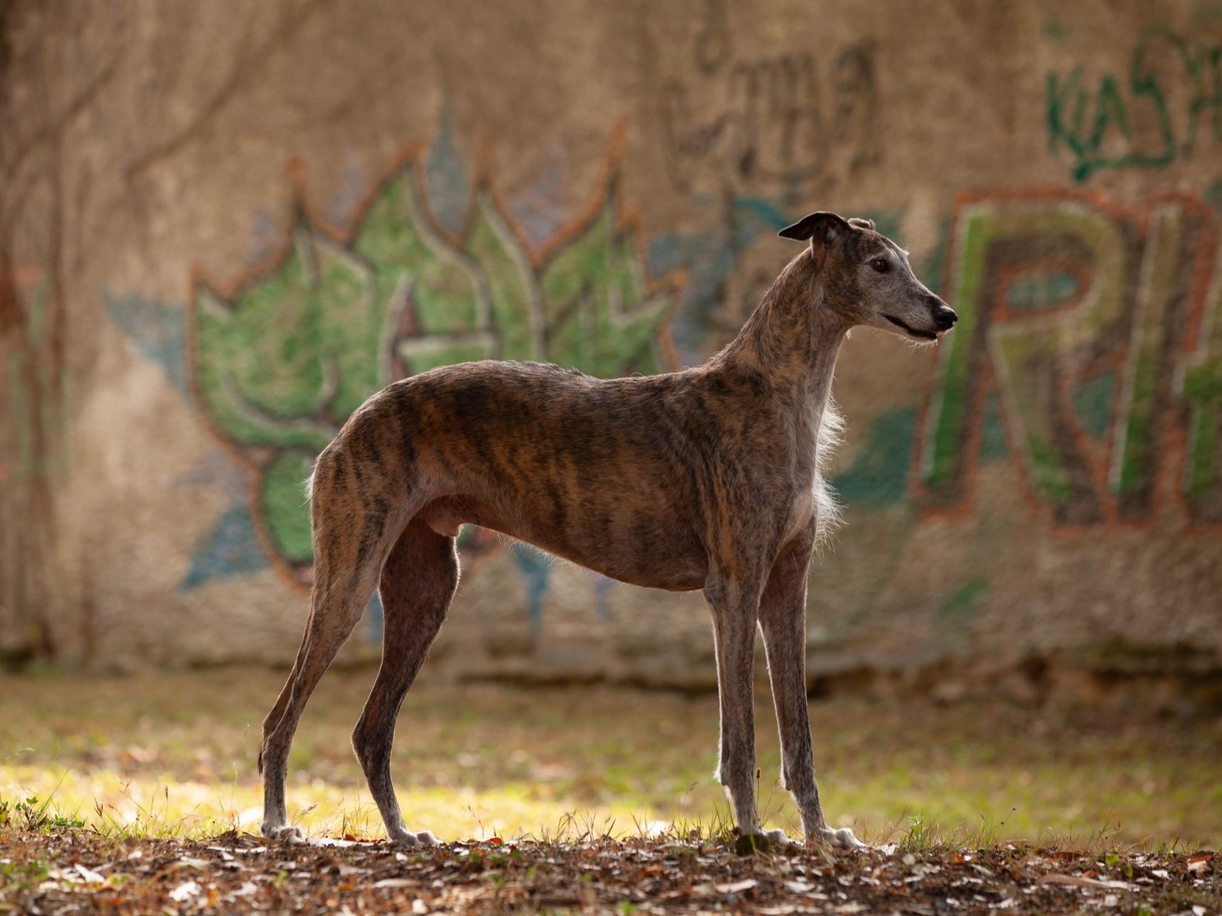 Reportaje de fotos perro Bizkaia.