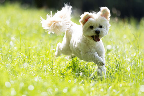 Reportaje mascota Cooper