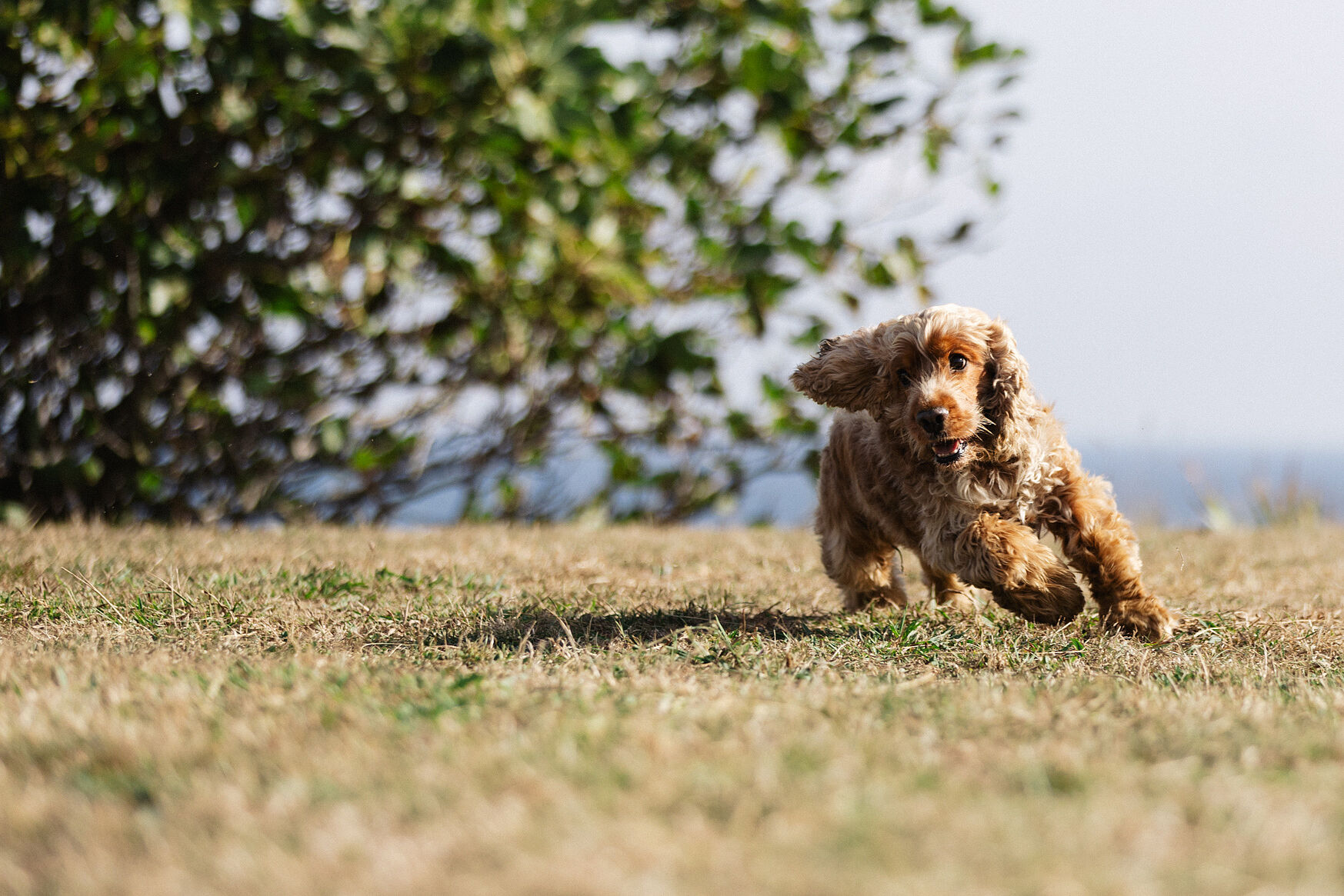 Retrato de mascota, perro en costa cántabra. 