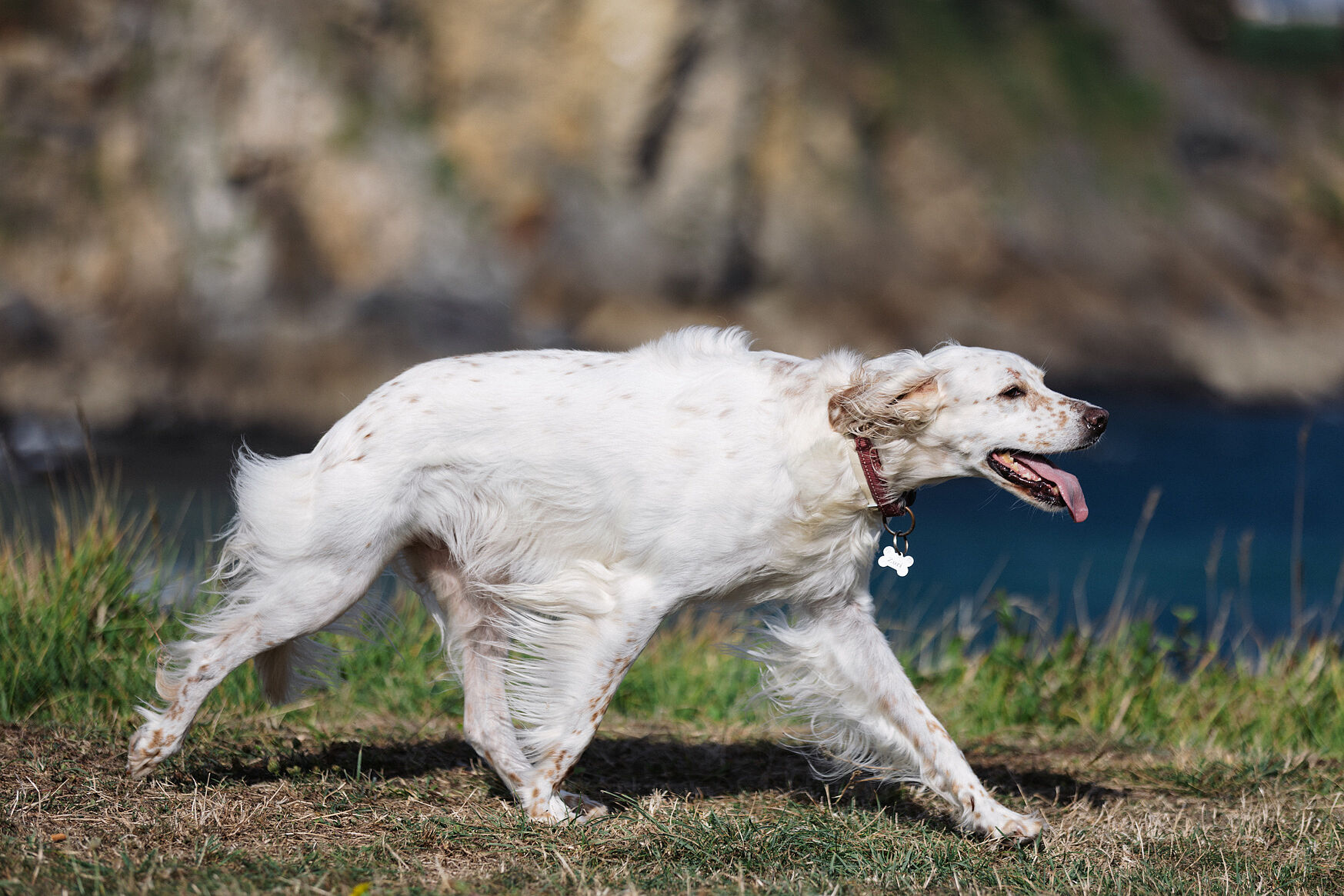 sesión fotográfica de perros, fotógrafo de mascotas Cantabria