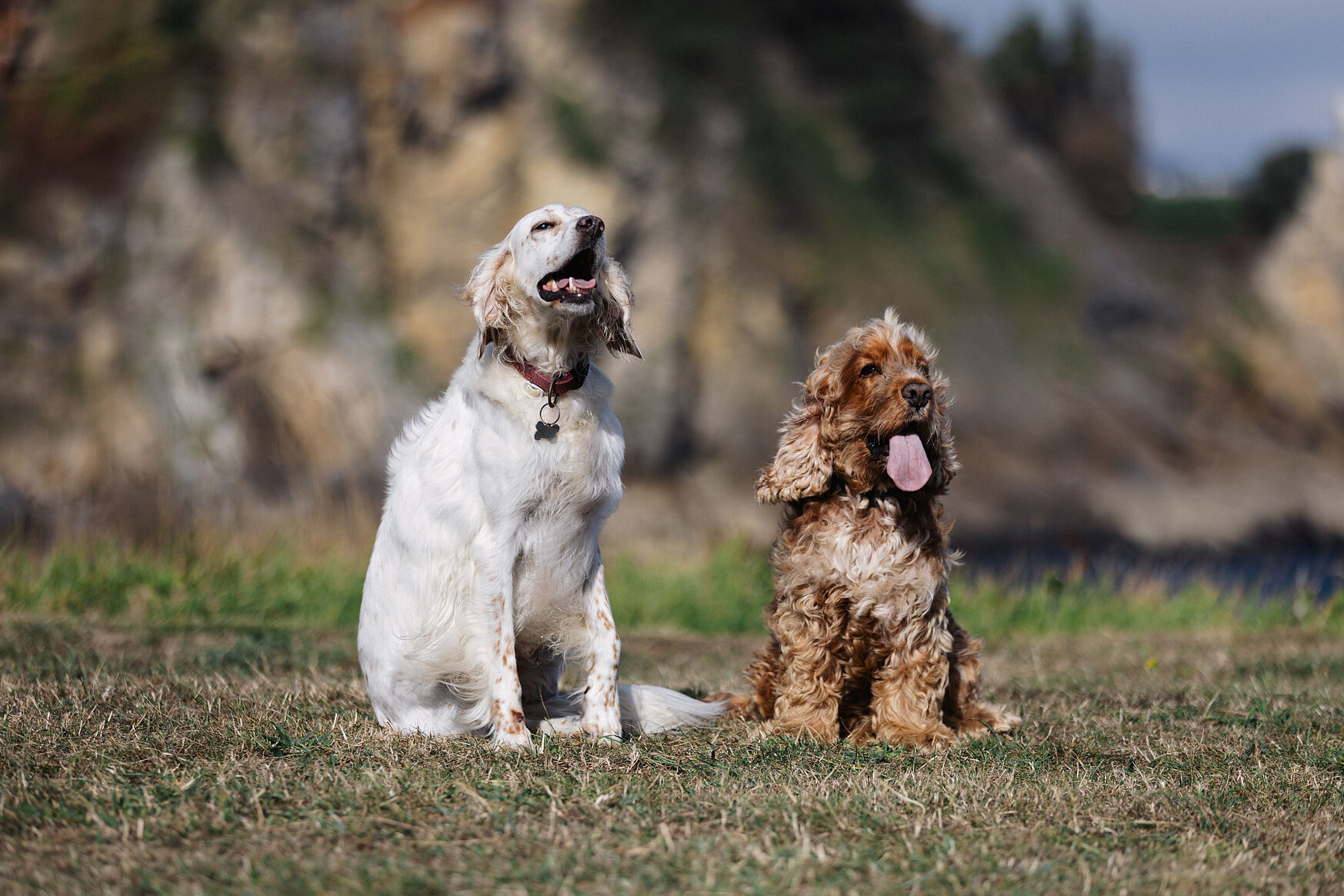 fotografía de mascotas en la naturaleza. Pais Vasco, España.