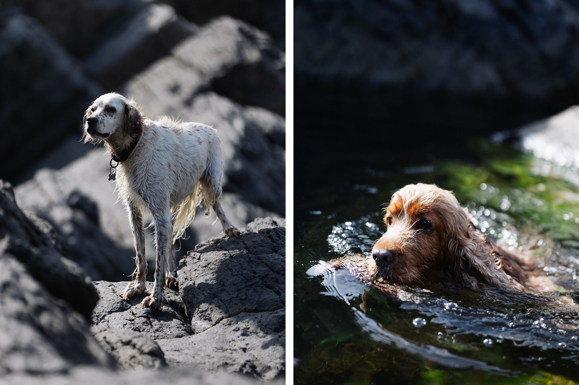 Sesión fotográfica de mascotas en la playa: perros y naturaleza en Castro Urdiales, CAntabria