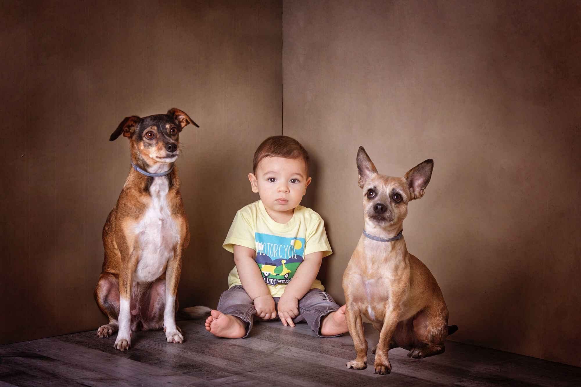 Niño pequeño con camiseta amarilla estampada, sentado en el suelo de un estudio fotográfico con fondo marrón, acompañado de sus dos perros de raza pequeña sentados a cada lado, uno de pelo marrón y blanco y otro de pelo claro con orejas grandes.