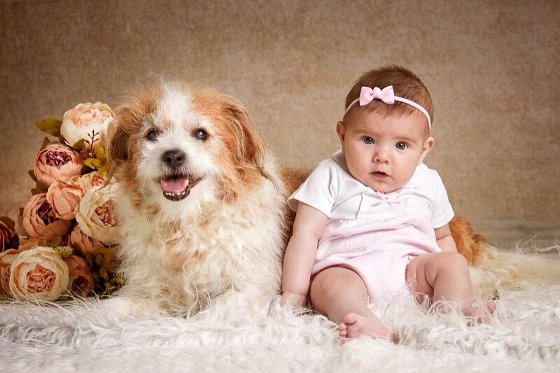 Bebé con body blanco y rosa y diadema con lazo rosa, sentada junto a su perro de pelo largo blanco y marrón, sobre una manta de textura de piel blanca con un ramo de flores rosas al fondo en un estudio fotográfico.
