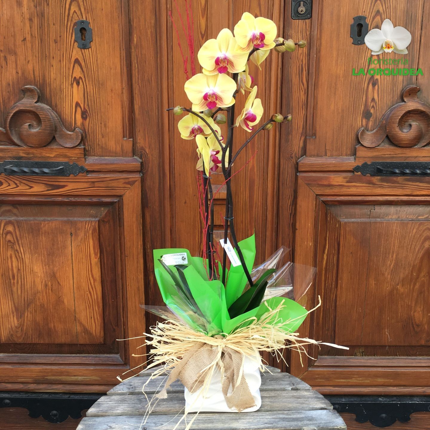 Orquidea Macetero Blanco