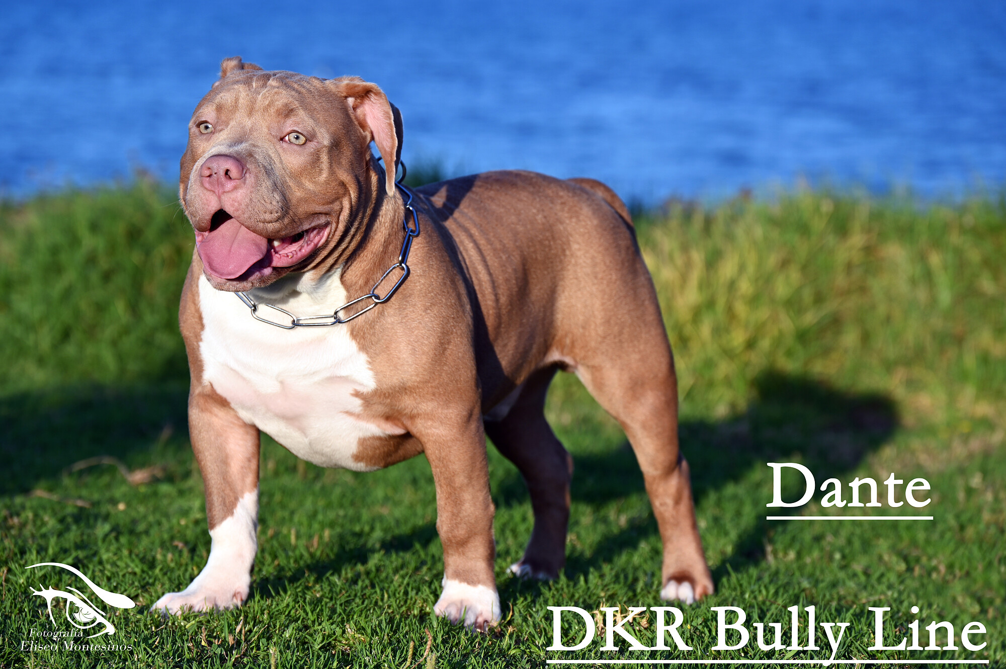 American bully