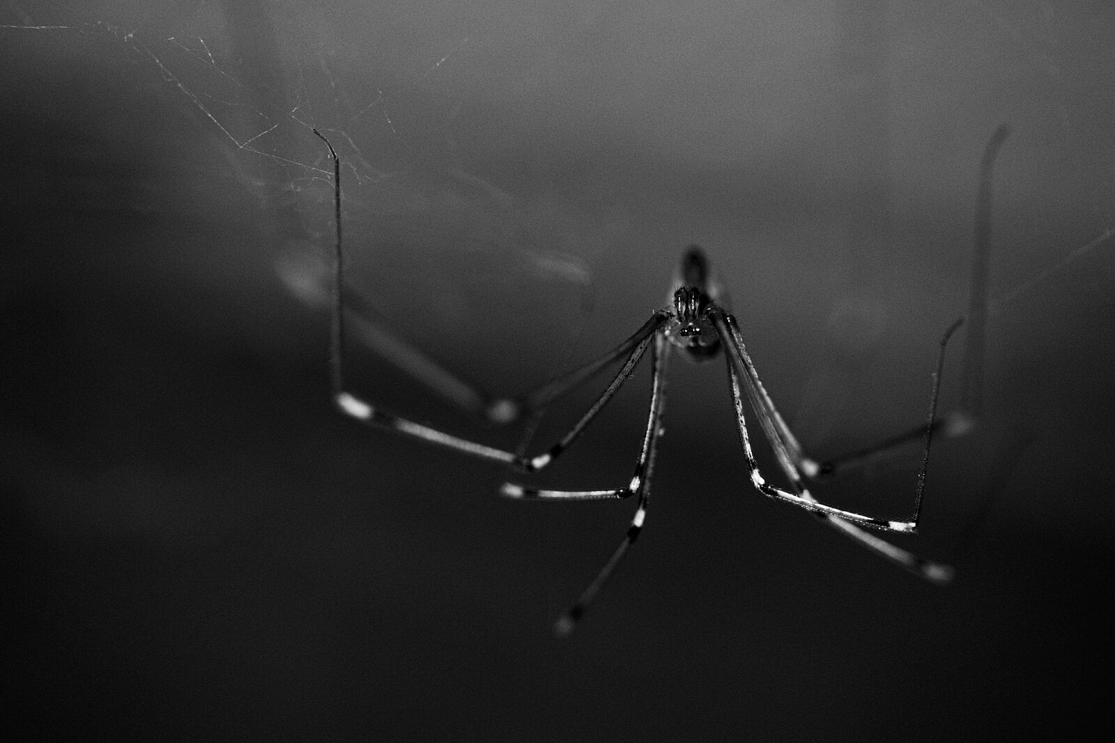 María Mateo, fotografía y danza - dia_087_mg_2119-2-ts20260208195953503856.jpg