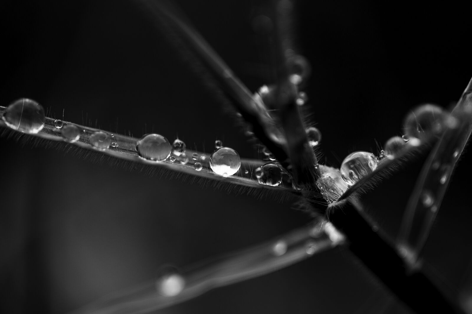 María Mateo, fotografía y danza - dia_255_mg_4716-ts20260208191044825220.jpg