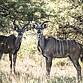 Kudu South Africa Nature Wildlife Antilope