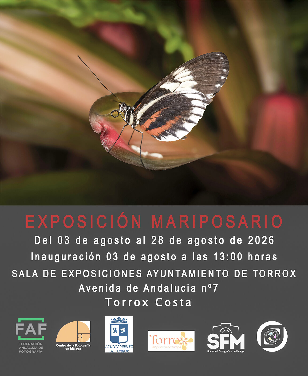 Sociedad Fotográfica de Málaga (SFM) - cartel-mariposario-2026-07-03-ts20260725152557805053.jpg